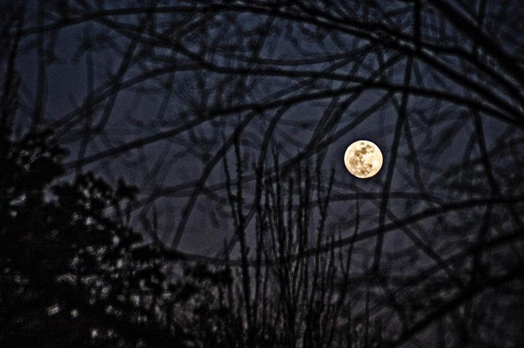 Luna llena entre ramas desnudas, sobre un cielo nocturno azul oscuro.