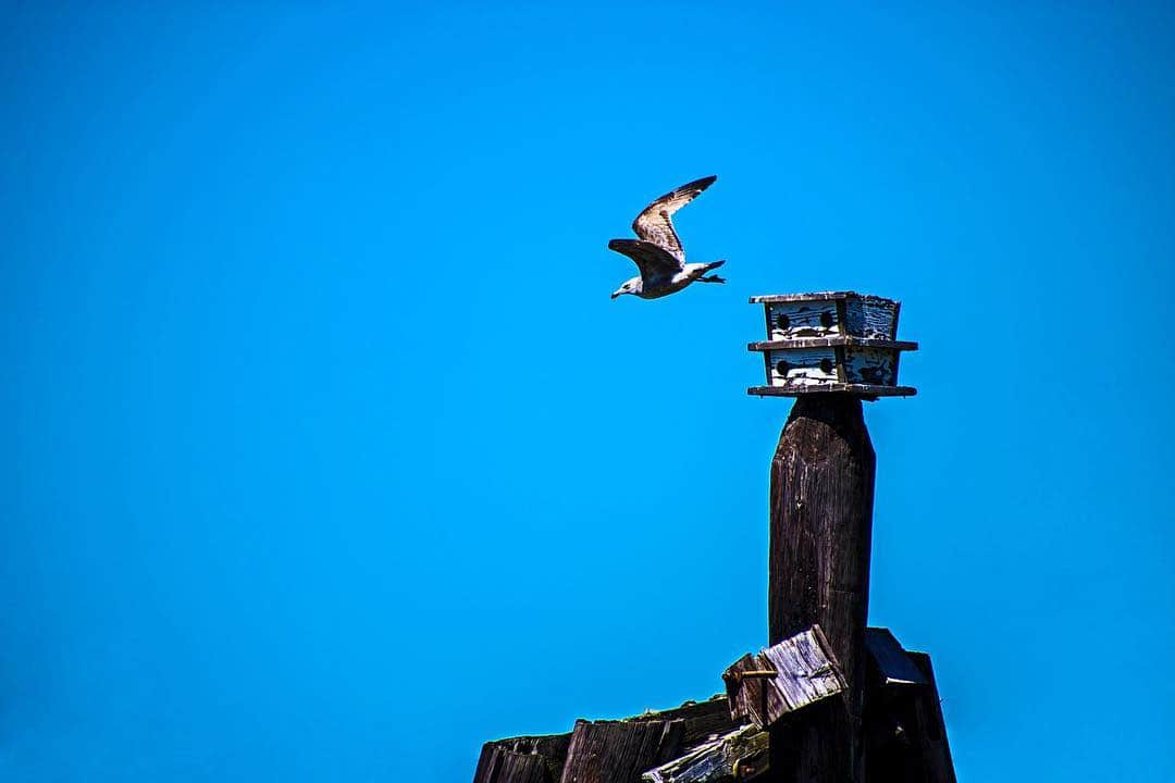 Gaviota volando sobre un noray oxidado, recortada contra un cielo azul liso.