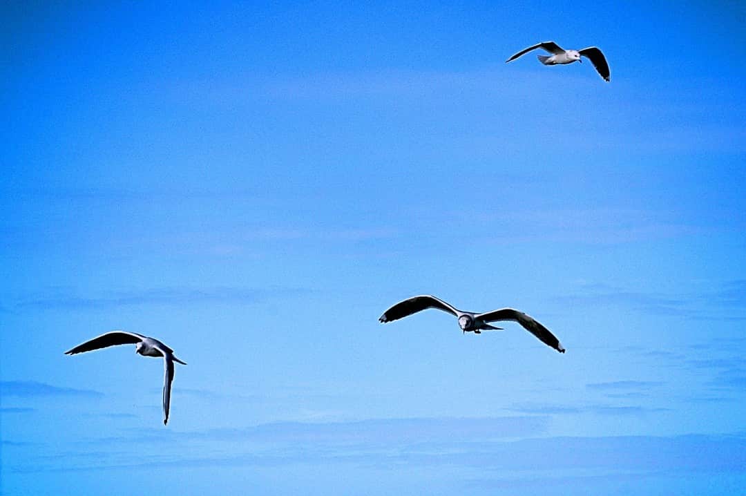 Tres gaviotas volando sobre un cielo azul con nubes finas.