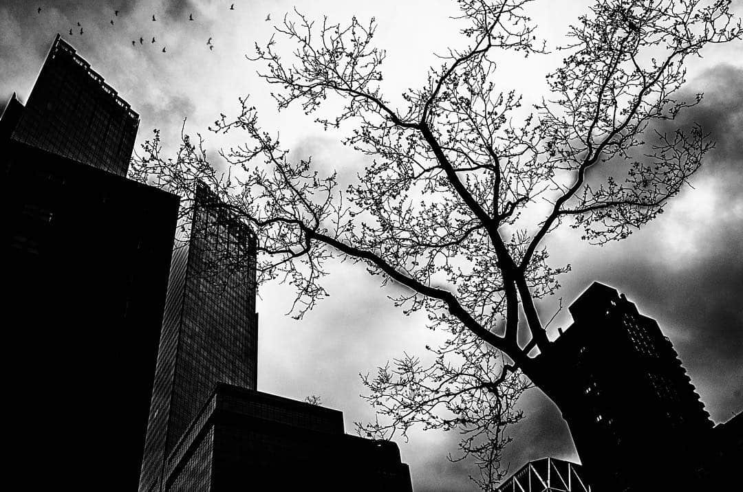 Ramas desnudas de un árbol recortadas contra un cielo blanco, entre rascacielos oscuros vistos desde abajo, en blanco y negro.
