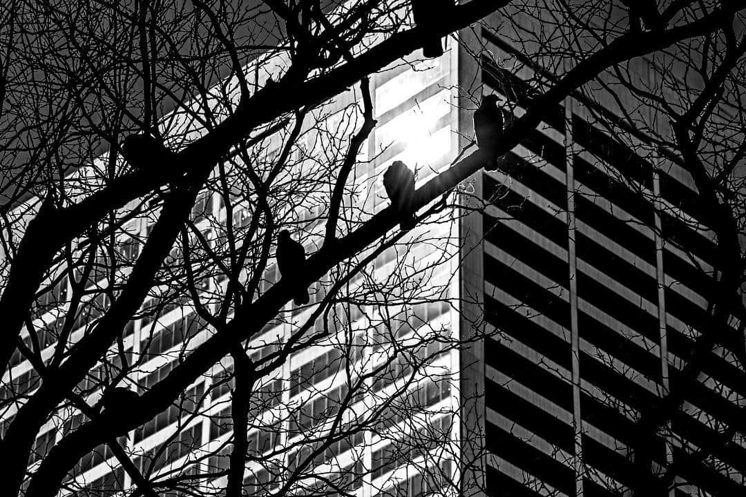 Ramas desnudas recortadas contra la fachada rayada de un edificio, en blanco y negro.