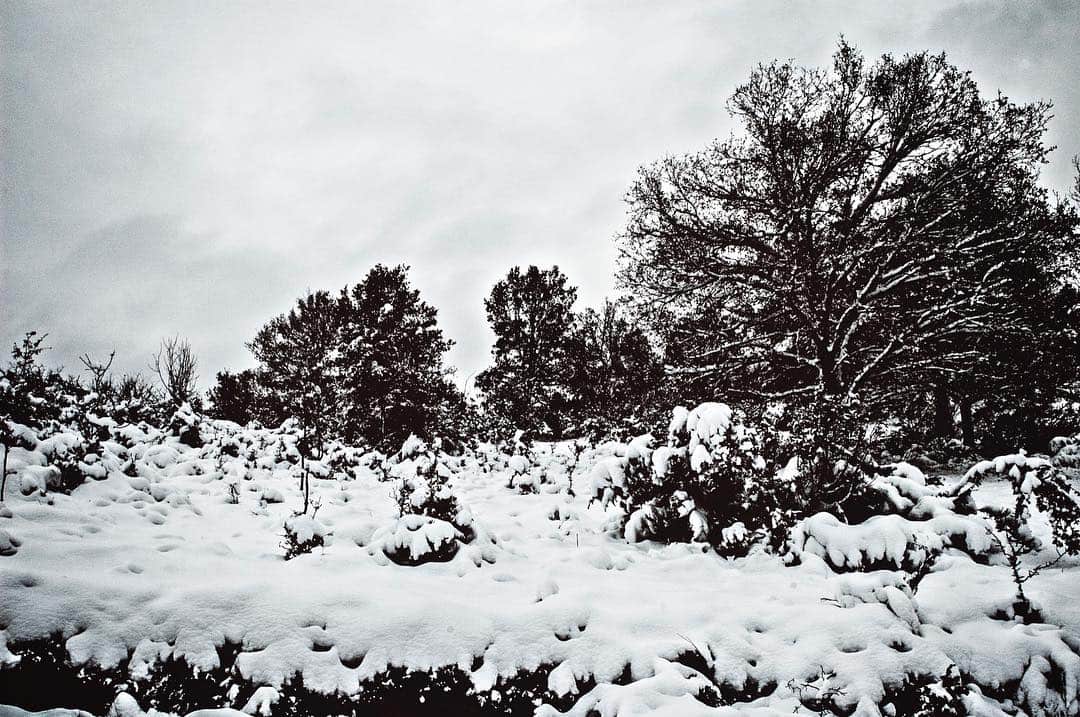 Campo nevado con matorrales y un árbol desnudo, en tonos casi monocromos.