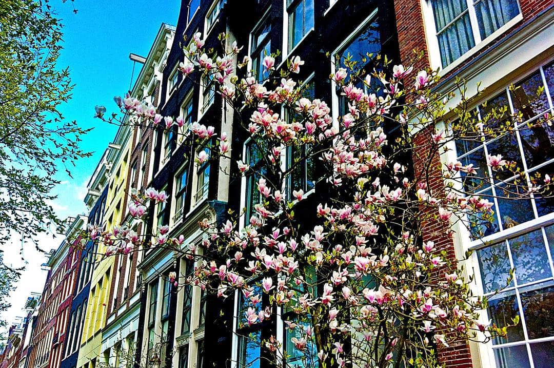Fachadas de Ámsterdam con un cerezo en flor delante, bajo un cielo azul.