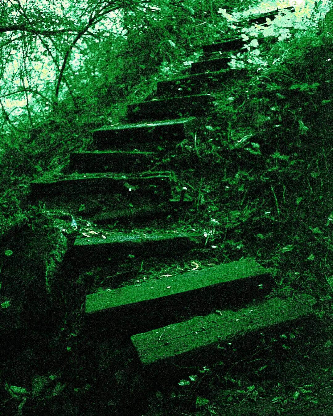 Escalera de piedra que sube entre la vegetación de un bosque, con la imagen virada a verde intenso.