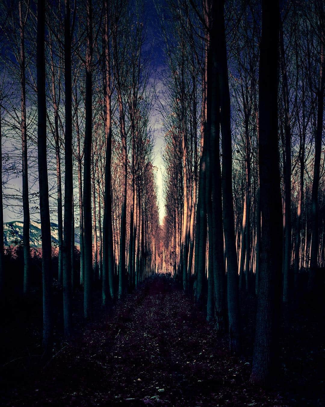 Bosque de troncos rectos en penumbra, con una luz fría filtrándose al fondo, en tonos azulados.