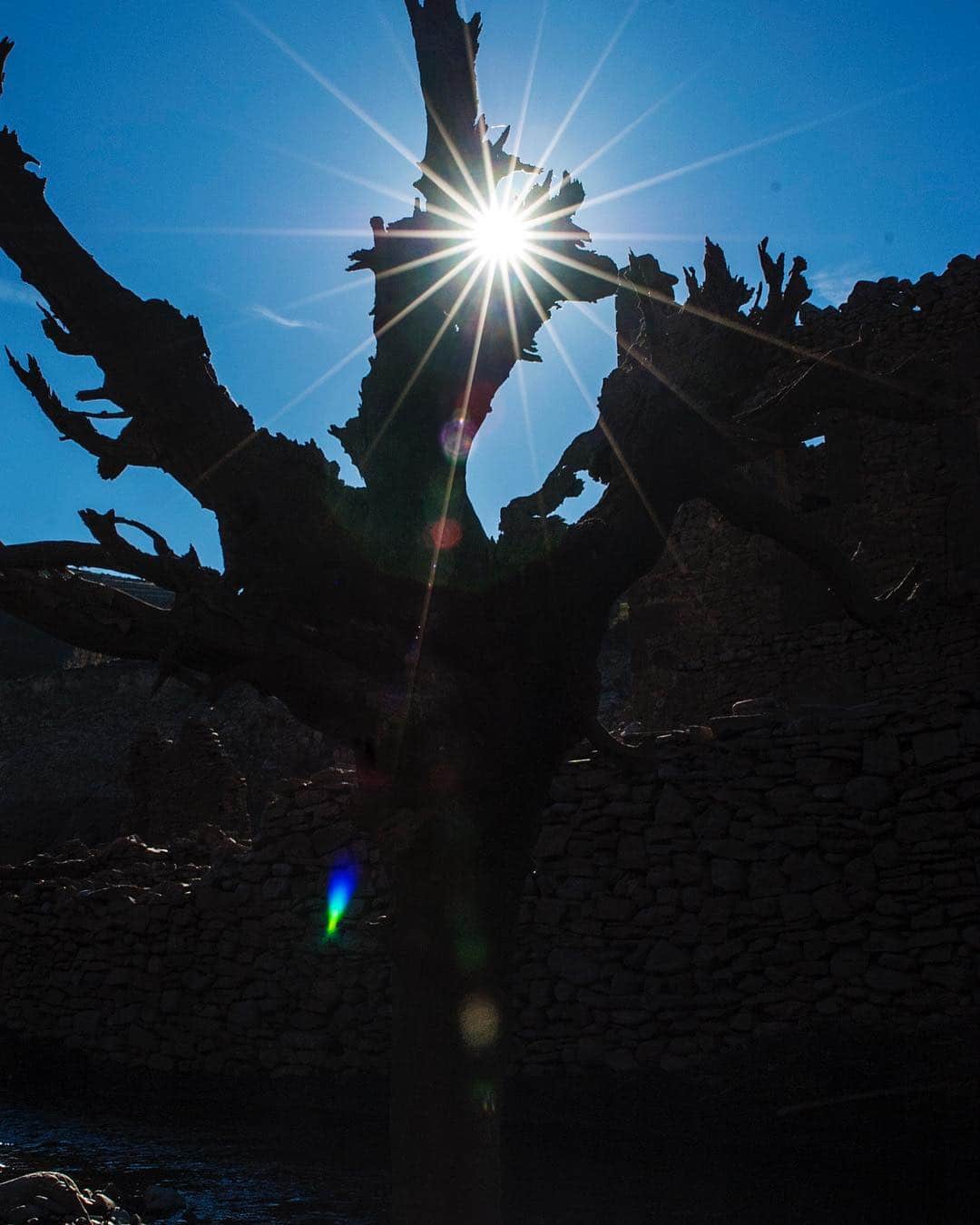 Sol en estrella asomando entre las ramas retorcidas de un árbol desnudo, contra un cielo azul.