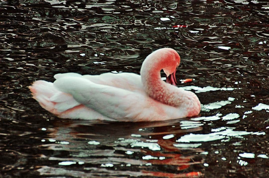 Cisne blanco de pico rojo nadando entre placas de hielo sobre un agua oscura.