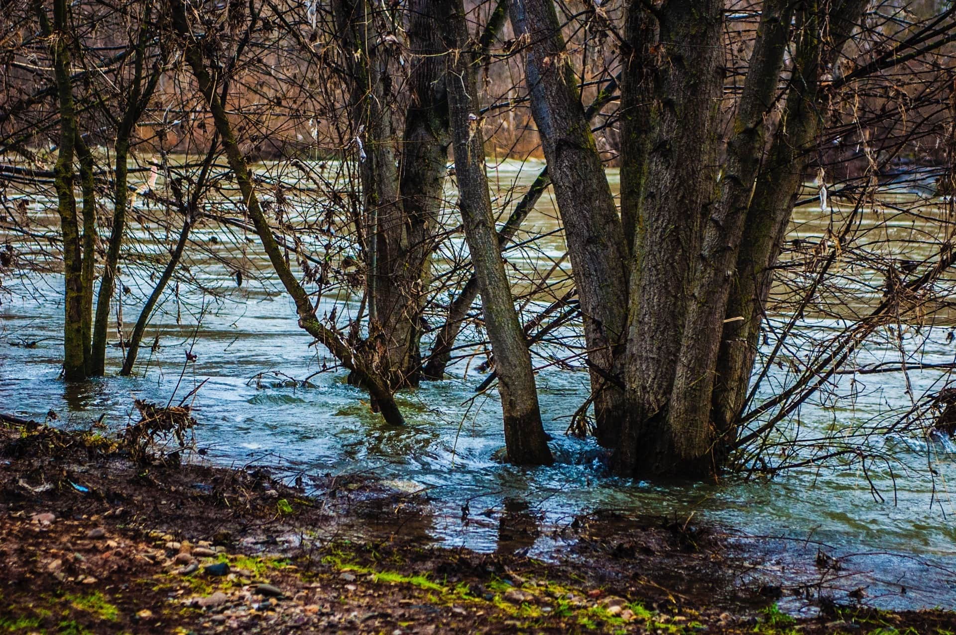 Troncos y ramas sin hojas anegados por la corriente de un río crecido, con una orilla de guijarros y musgo en primer plano.