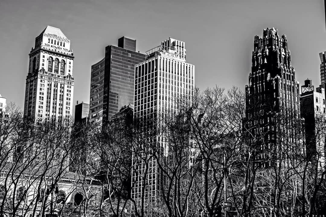 Perfil de los rascacielos de Nueva York tras las copas desnudas de los árboles de un parque, en blanco y negro.