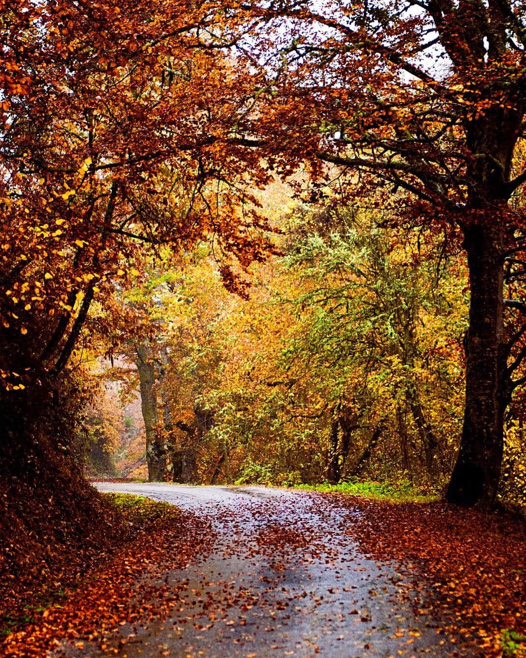 Camino cubierto de hojas caídas que se adentra en un bosque de otoño, con los árboles en rojos y dorados.