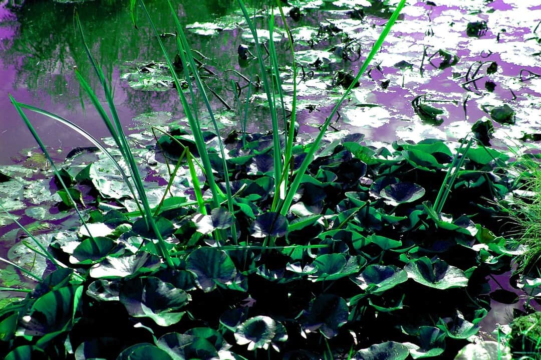 Vegetación acuática y nenúfares en un estanque, con la imagen virada a verde y violeta.