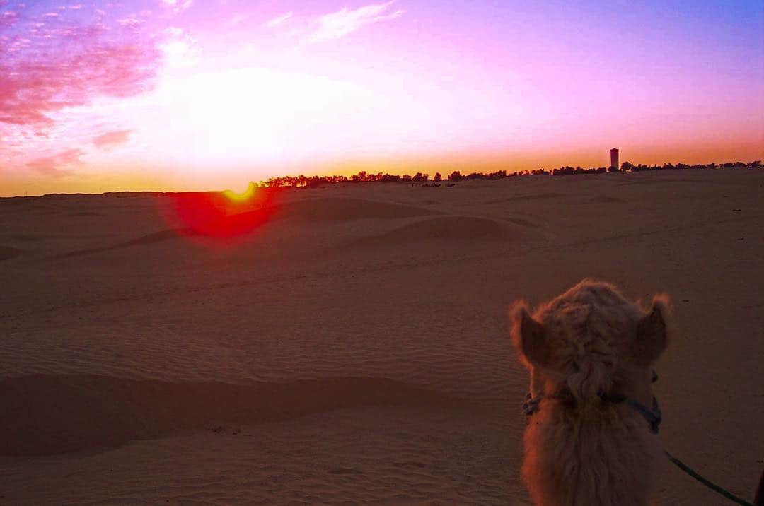 Playa al atardecer con el sol bajo sobre el horizonte y la silueta desenfocada de un perro en primer plano.
