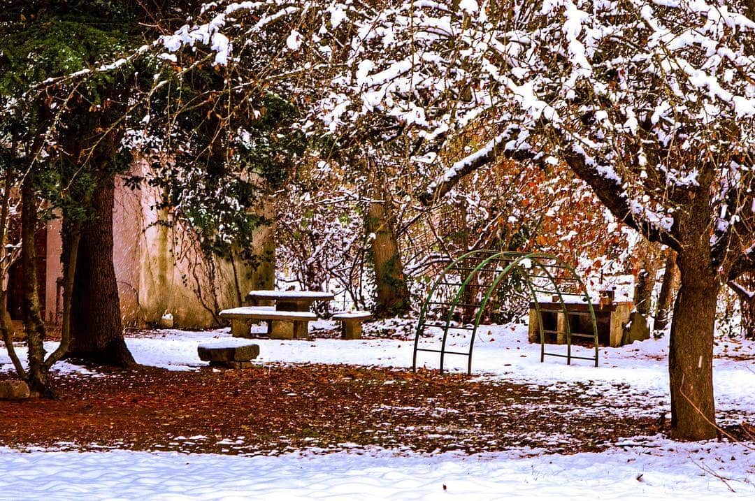 Patio nevado con árboles cargados de nieve, hojarasca rojiza en el suelo y una mesa de picnic.