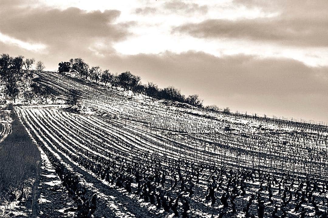 Viñedo en invierno con las cepas alineadas en surcos hasta el horizonte, en tonos sepia.