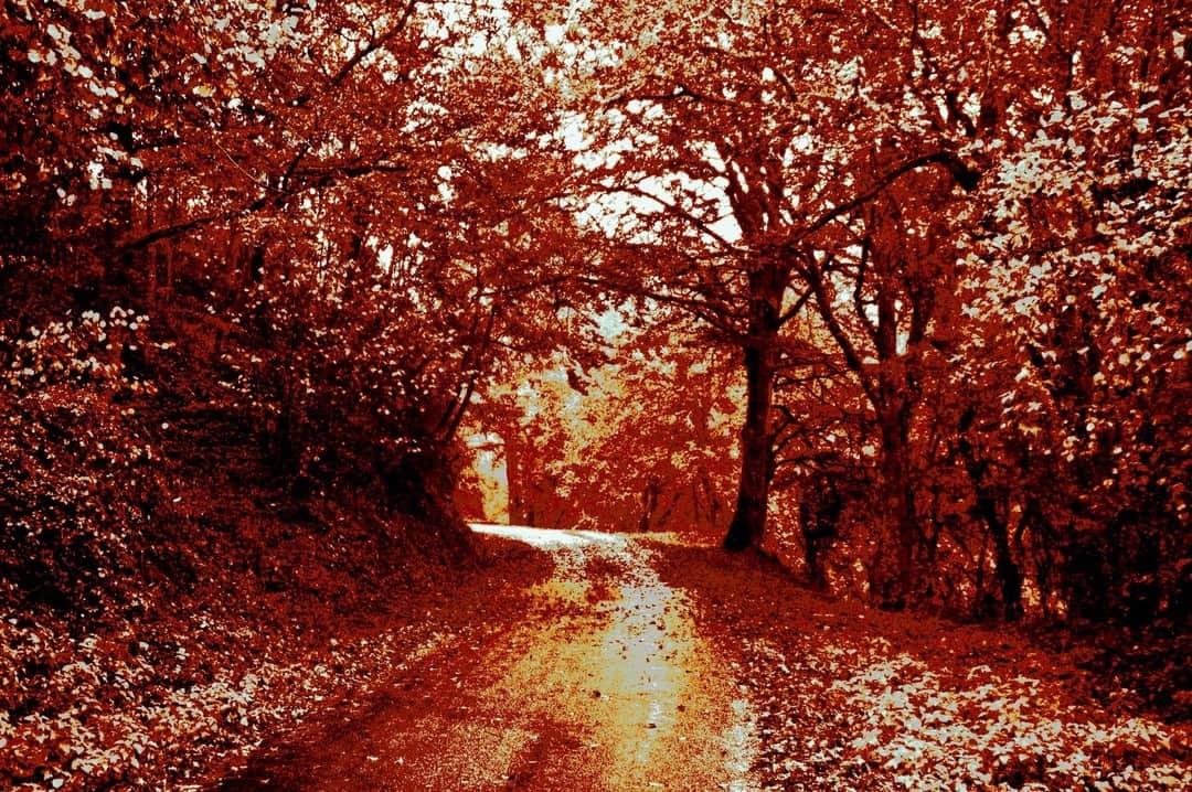 Camino de tierra que se adentra en un bosque, con todo el follaje virado a rojo.