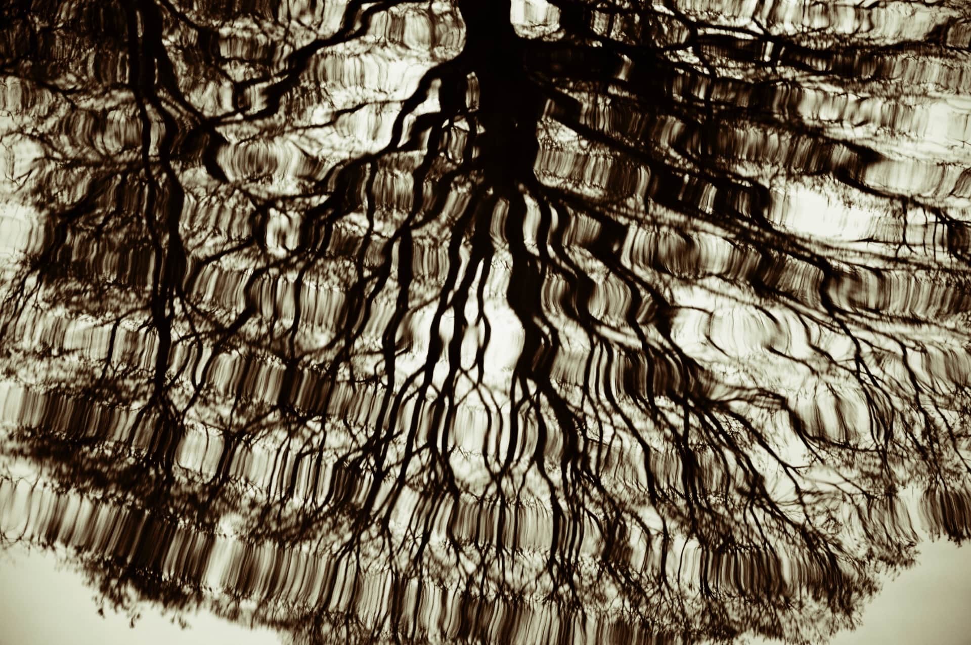 Reflejo de un árbol sin hojas sobre agua rizada; las ramas se deforman en ondas, en monocromo sepia.