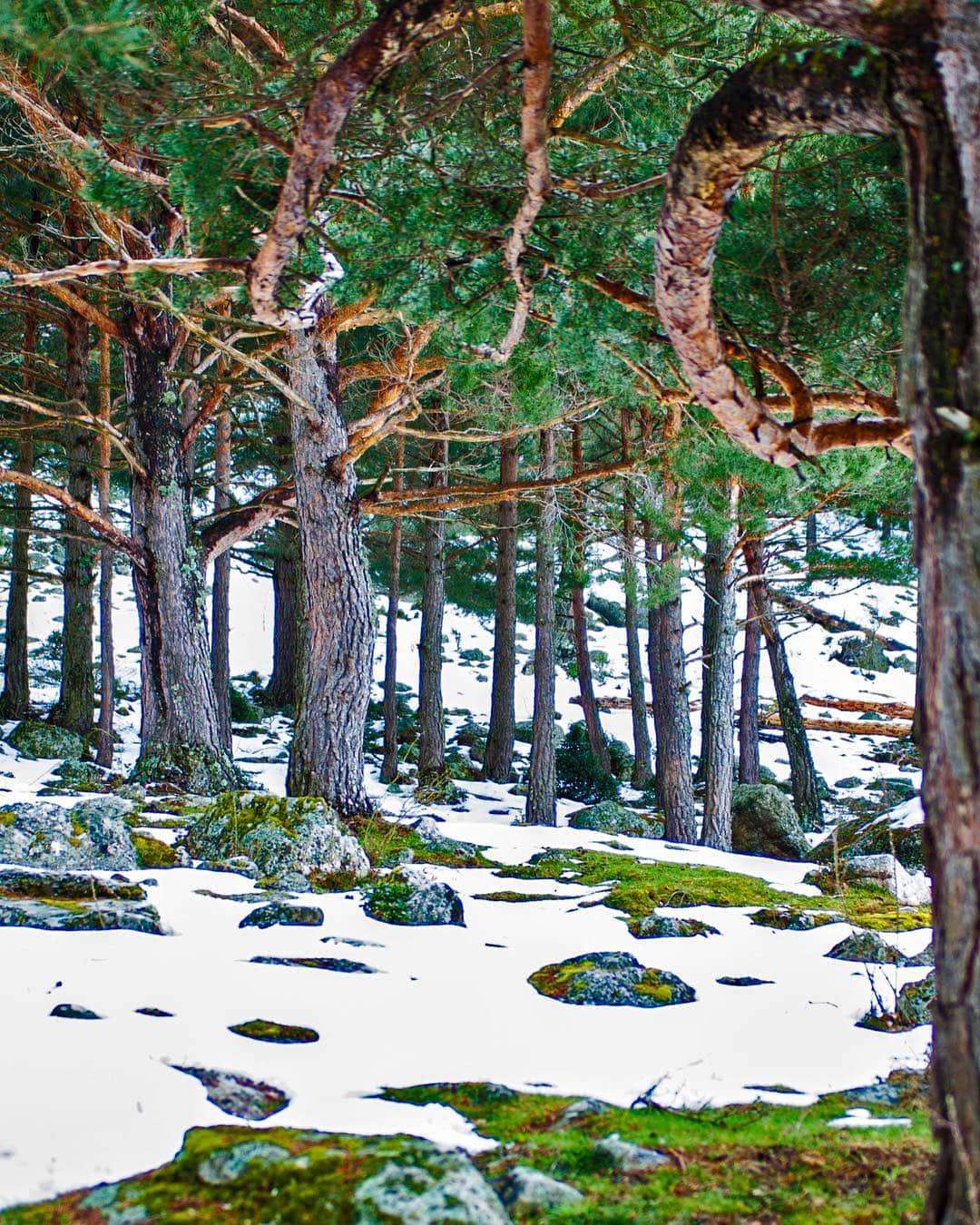 Pinar con el suelo cubierto de nieve y manchas de musgo verde entre las rocas.