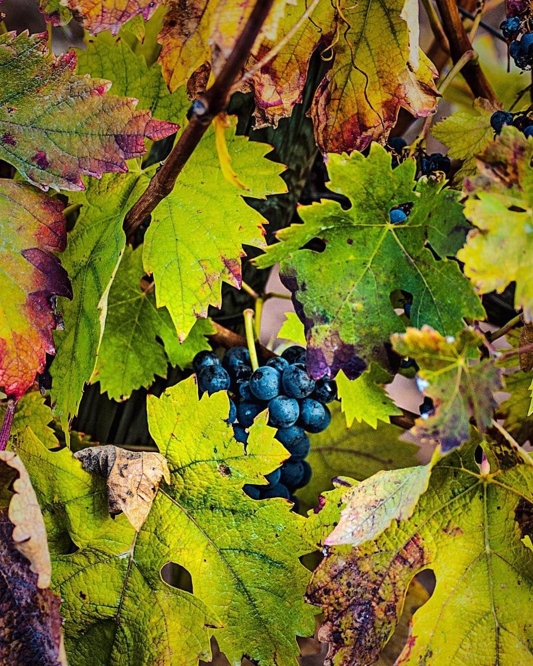 Racimos de uvas azules colgando entre hojas de parra verdes y amarillas, con color muy saturado.