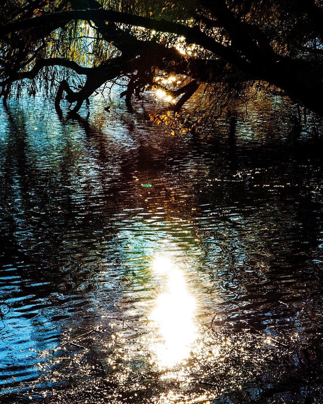Reflejo del sol sobre el agua de un canal, con las ramas de los árboles formando una bóveda y el brillo alargándose en la superficie.