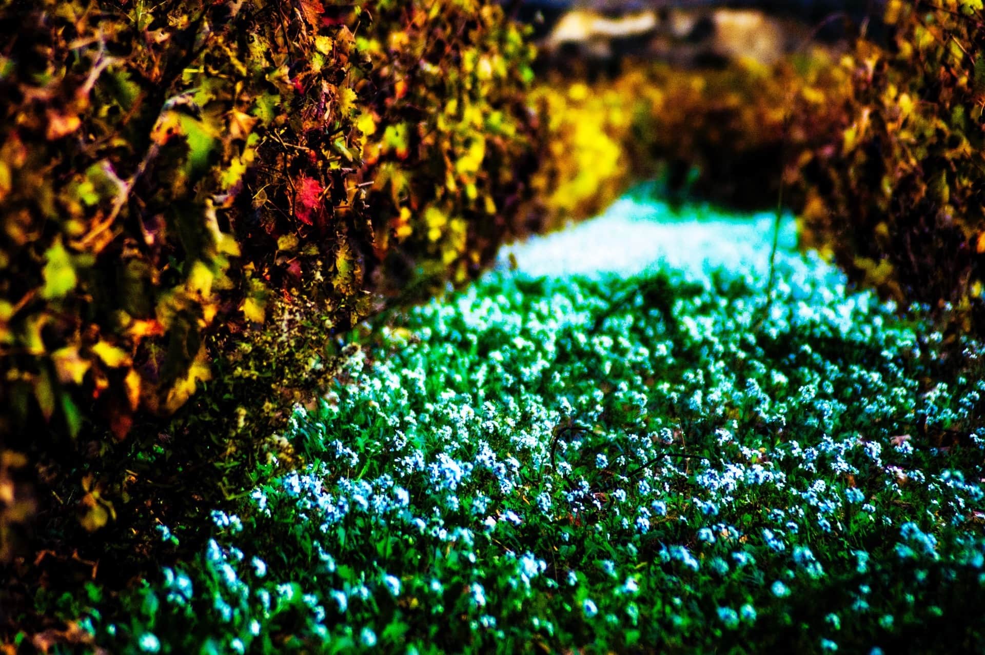 Manto de florecillas blanco-azuladas al pie de unas vides con hoja otoñal y un camino desenfocado al fondo, en color muy saturado.