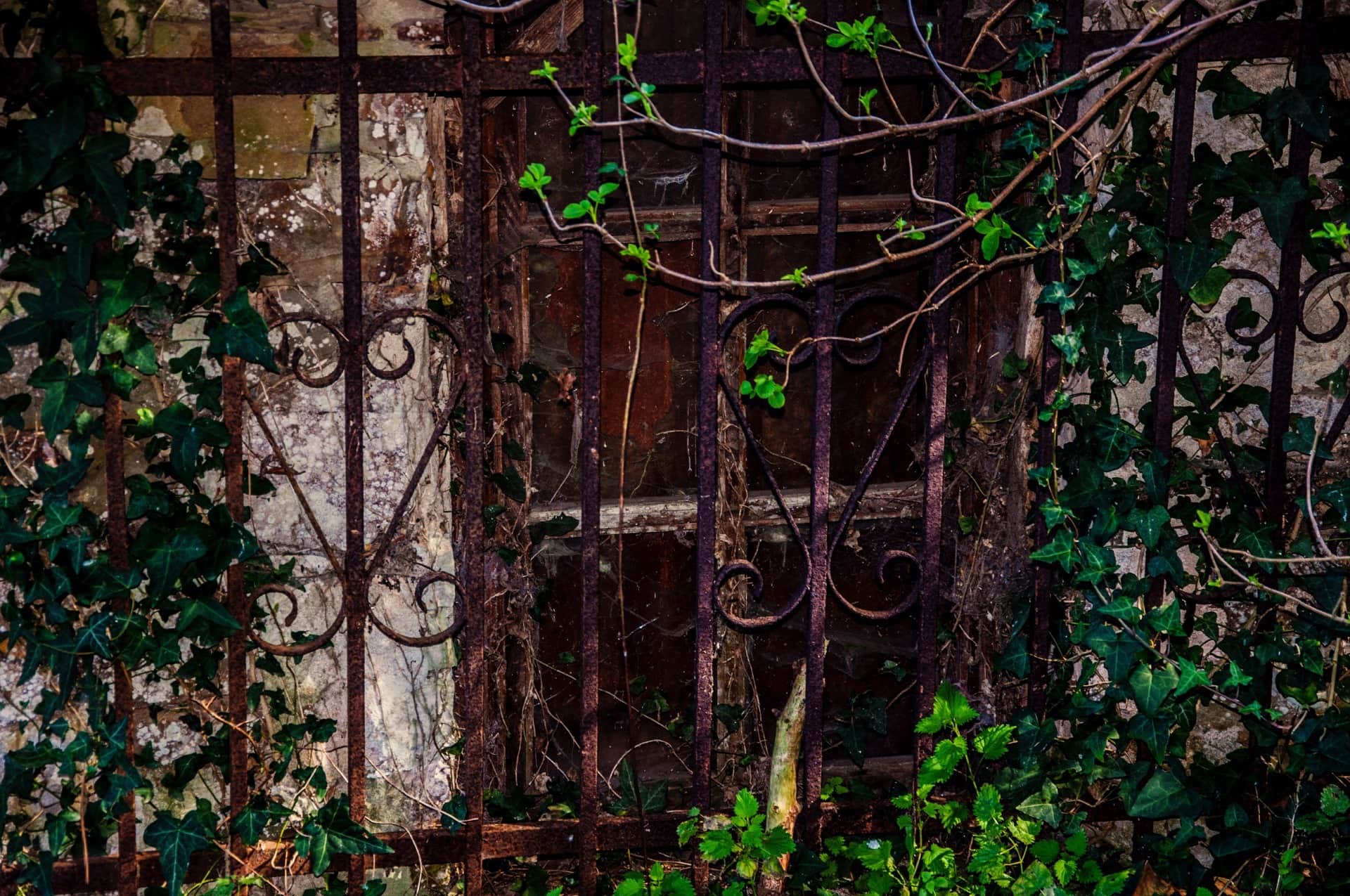 Reja de forja oxidada en la ventana de un muro de piedra deteriorado, invadida por la hiedra y por una rama con brotes verdes.