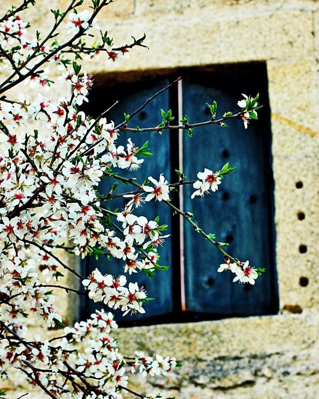 Ventana de madera azul en un muro de piedra, enmarcada por ramas de almendro en flor.