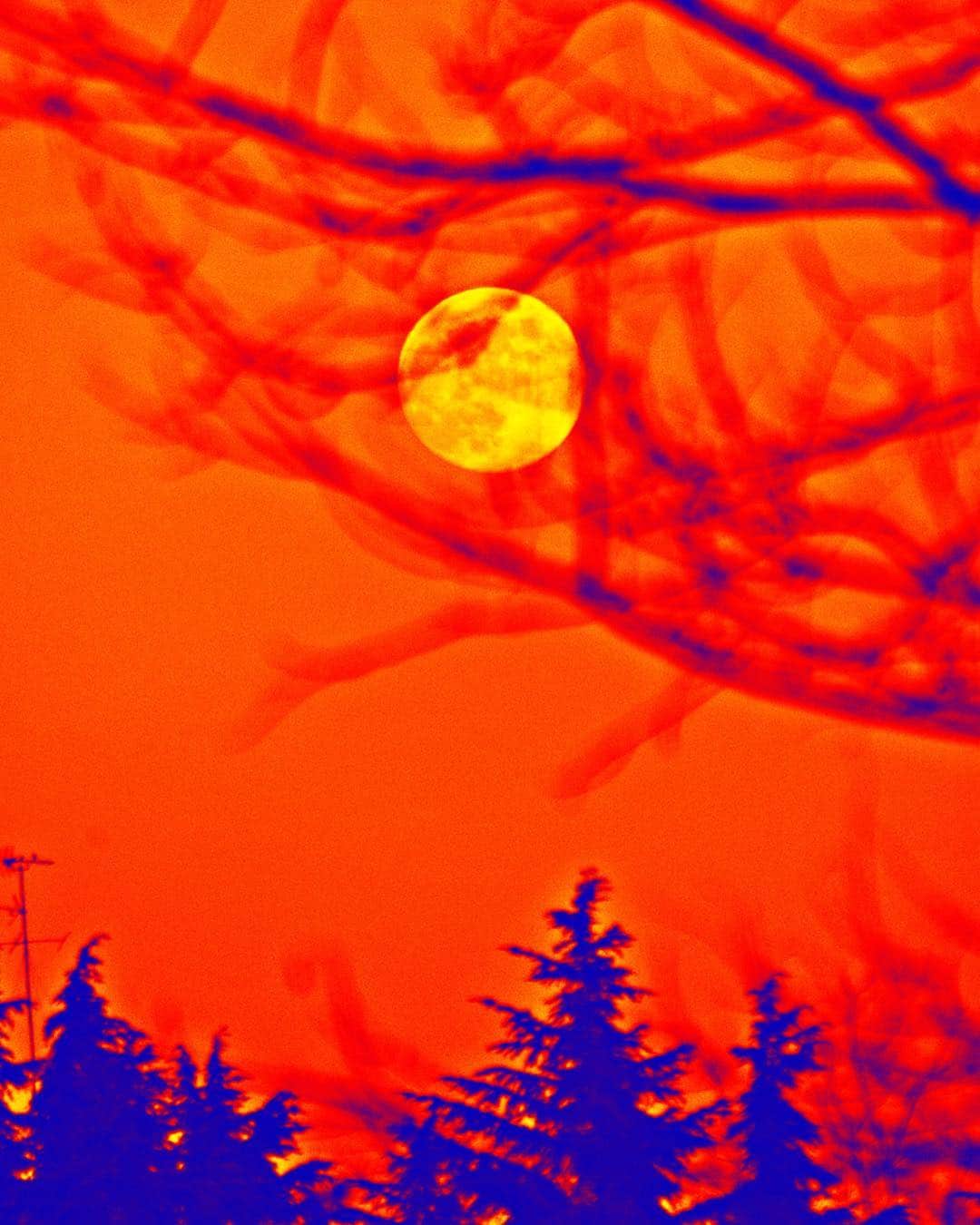 Luna entre ramas y siluetas de abetos, con la imagen virada a naranja intenso y azul.